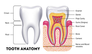 Understanding Teeth Structure